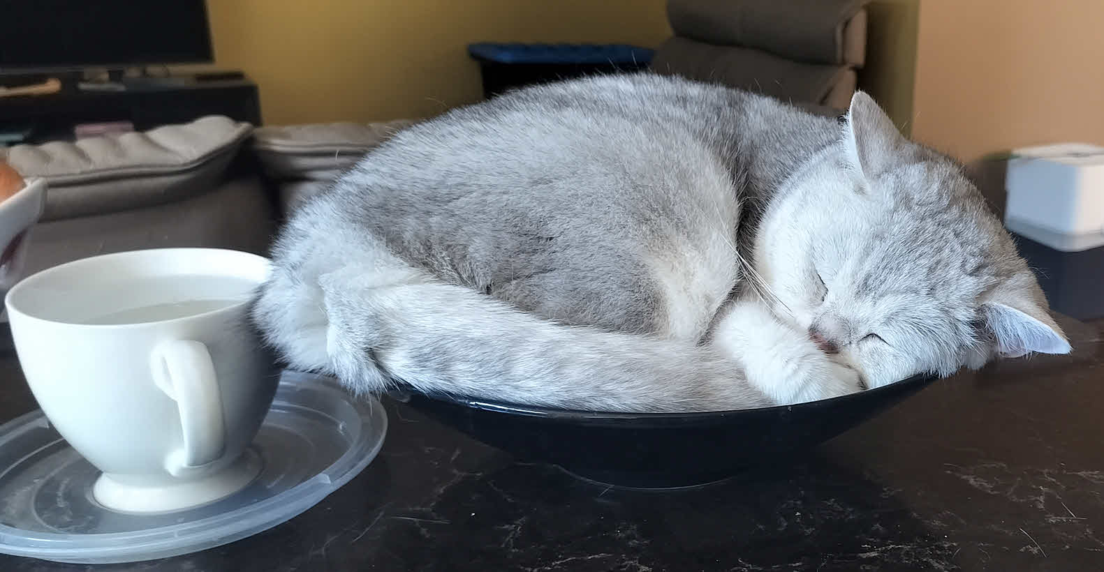 One of my cats sleeping