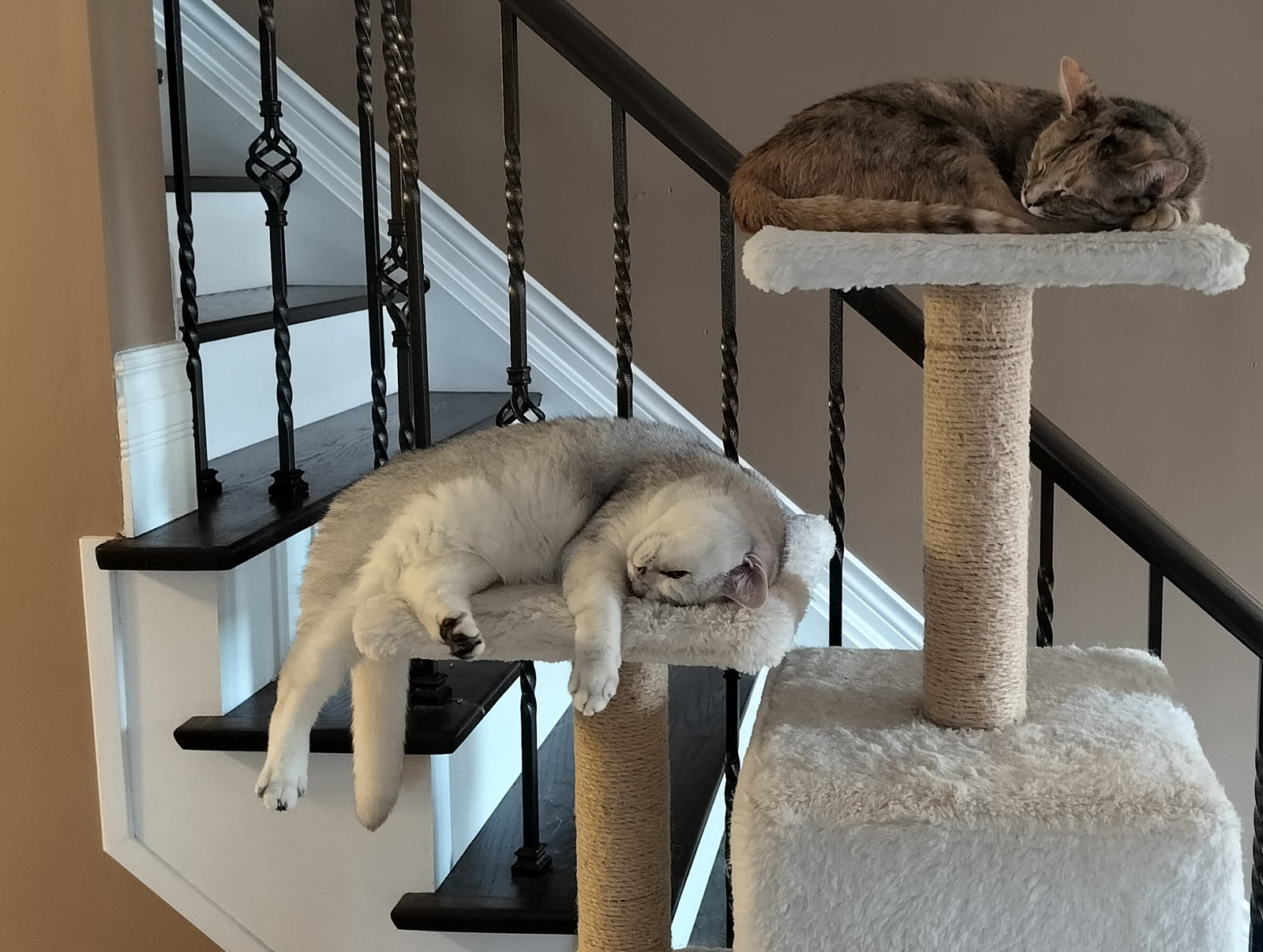 Two cats sleeping on different levels of a cat tree
