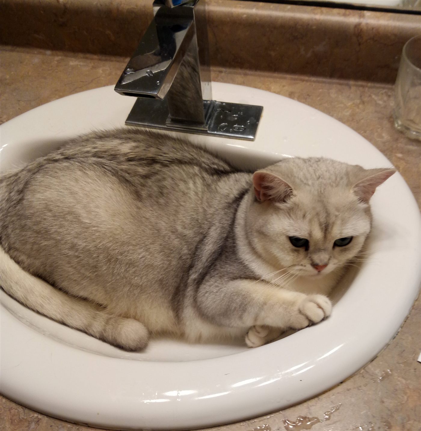 Young Mister curled up in a bathroom sink under the tap